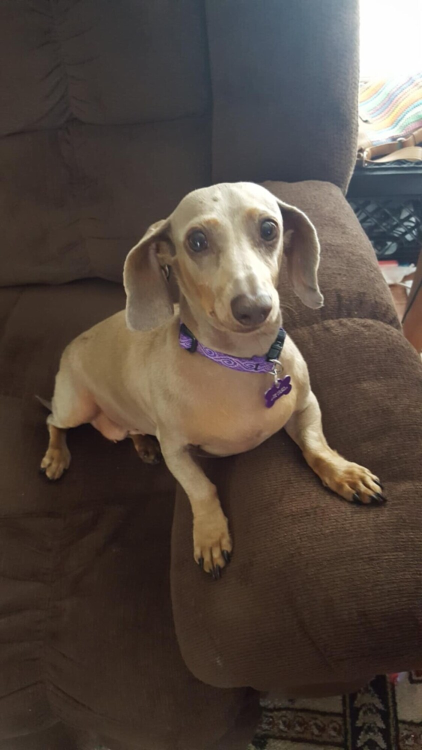 Sweet Cassie R.I.P.
