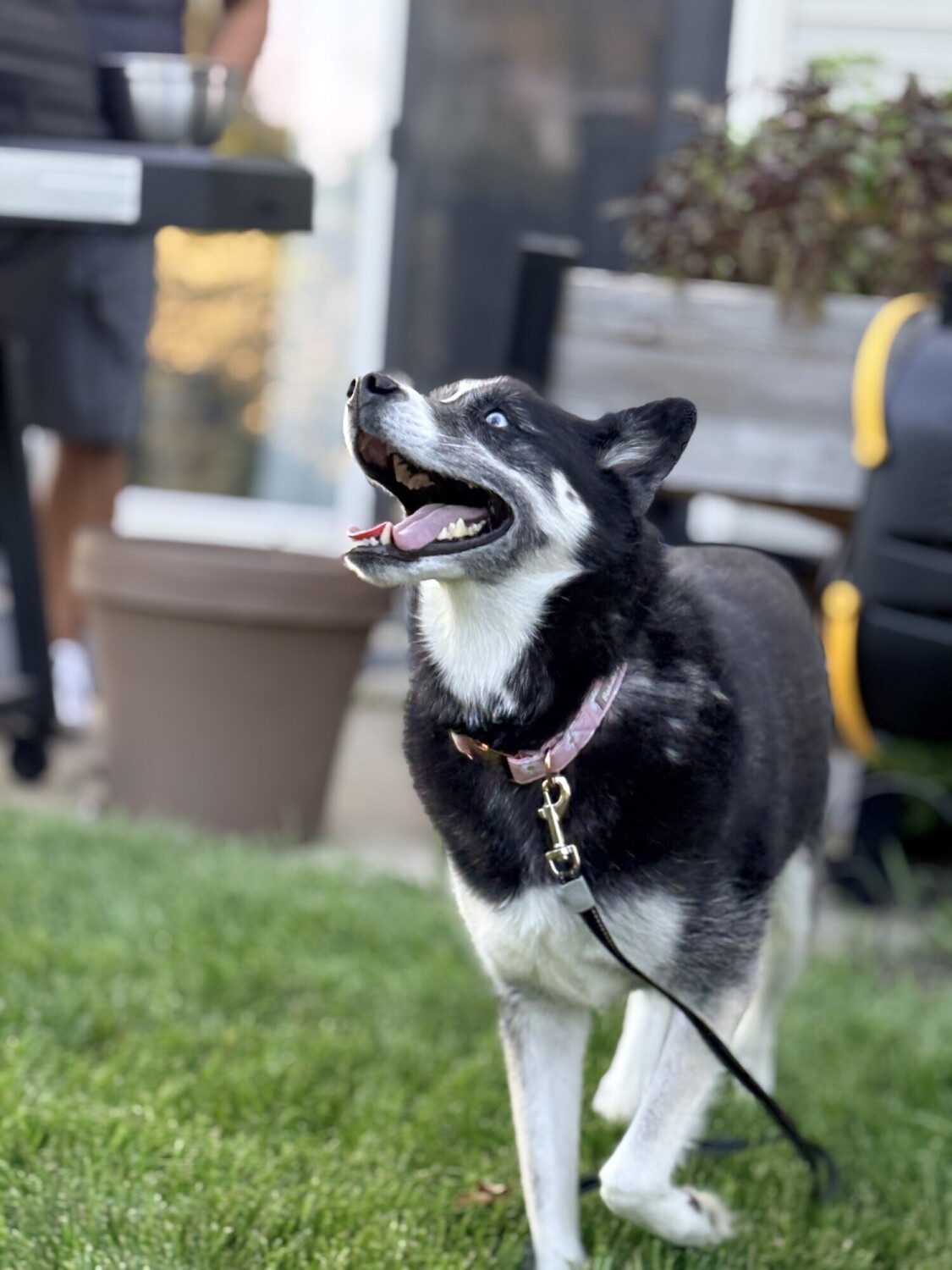 Sakari Enjoying Outside