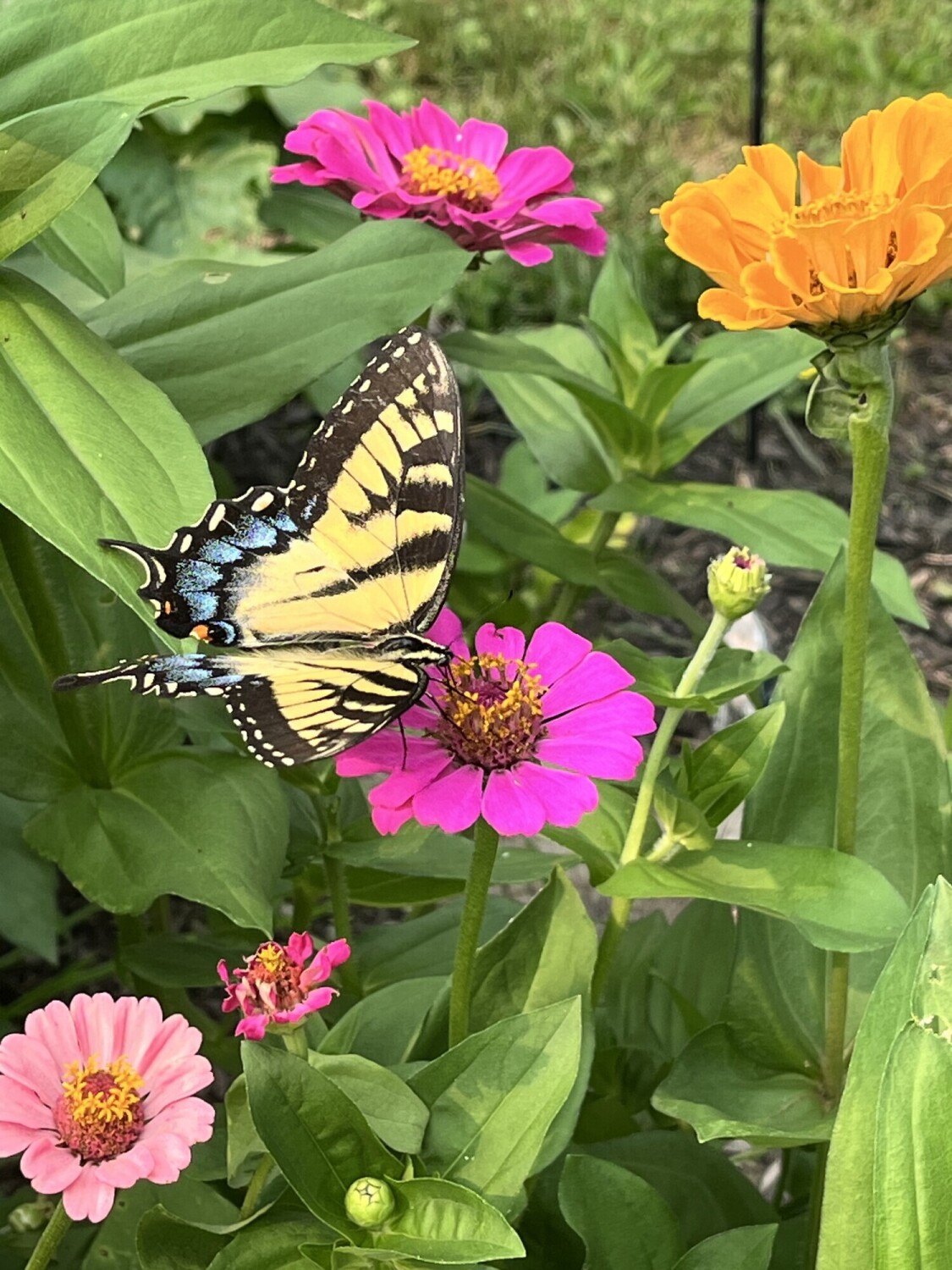 Love Is Like A Butterfly