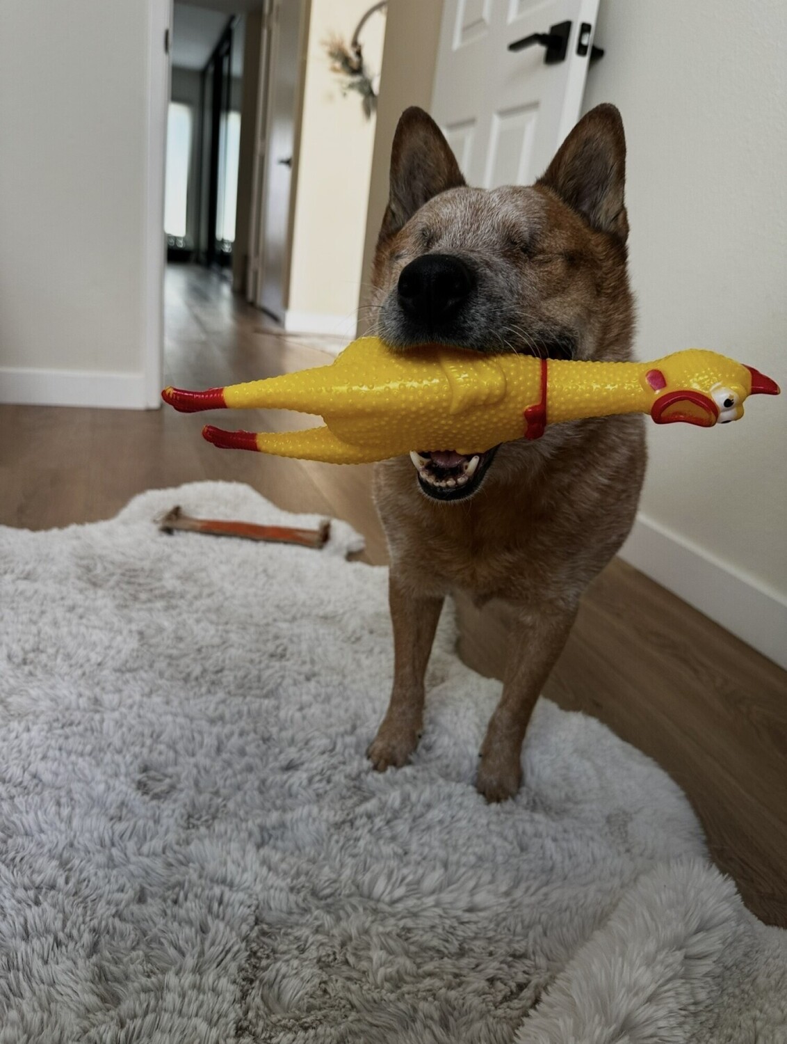 Ranger The No eyed wonder dog