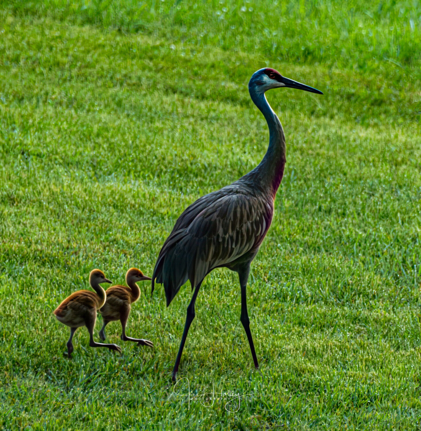 The Cranes out for their morning walk