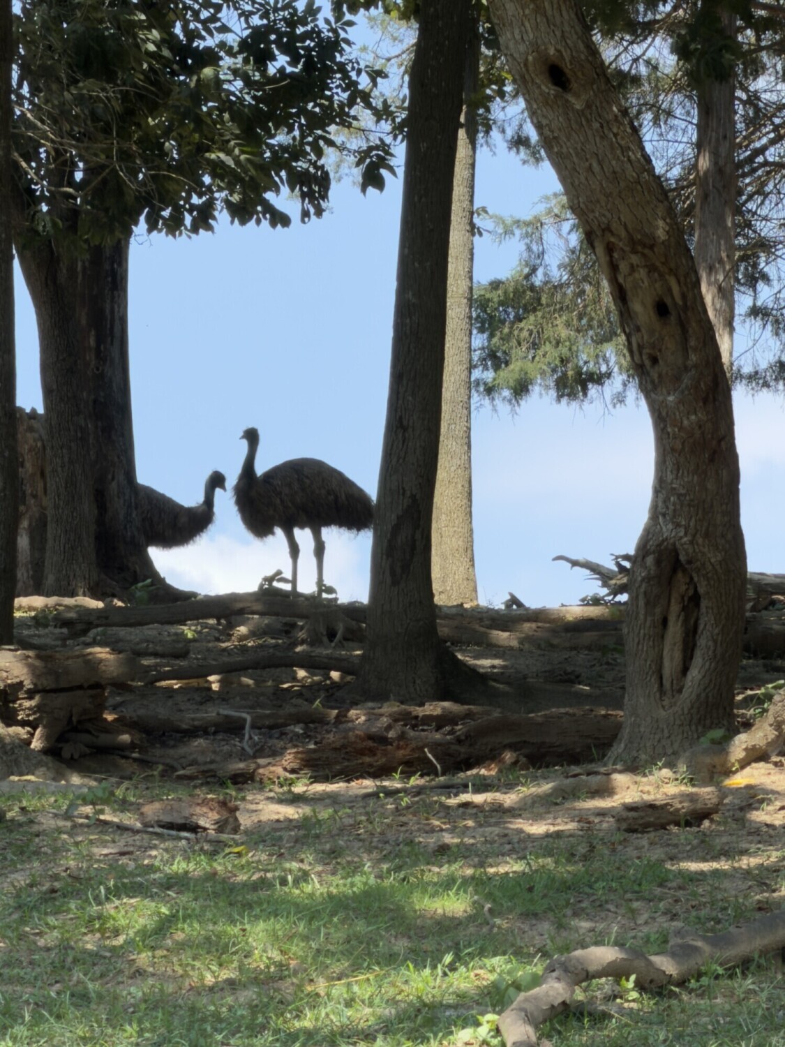Emu Silhouette