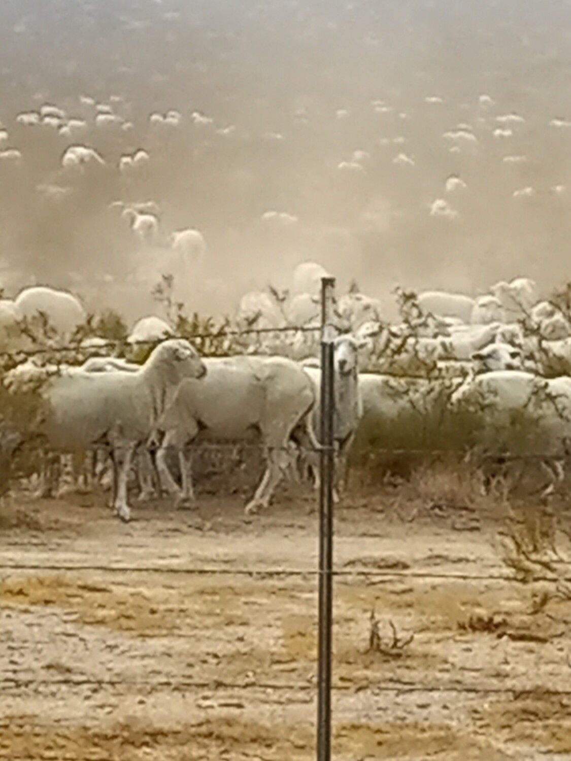 My Sheep hear My Voice