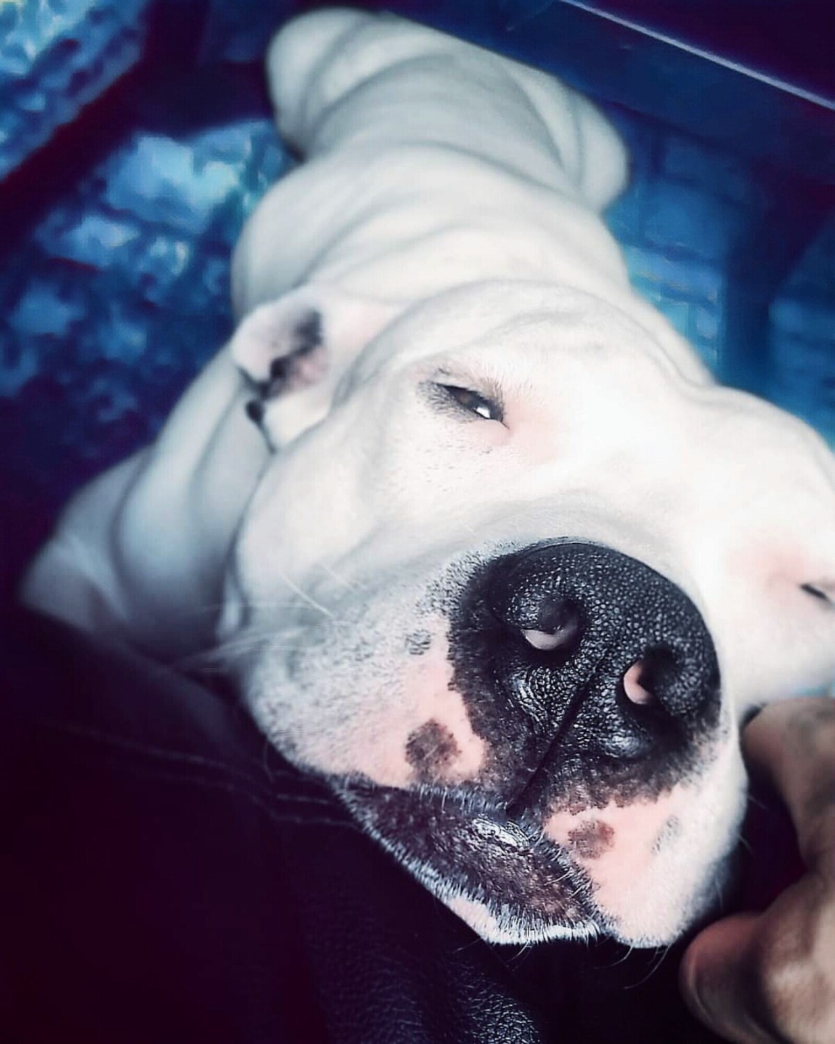 Sleepy Boy