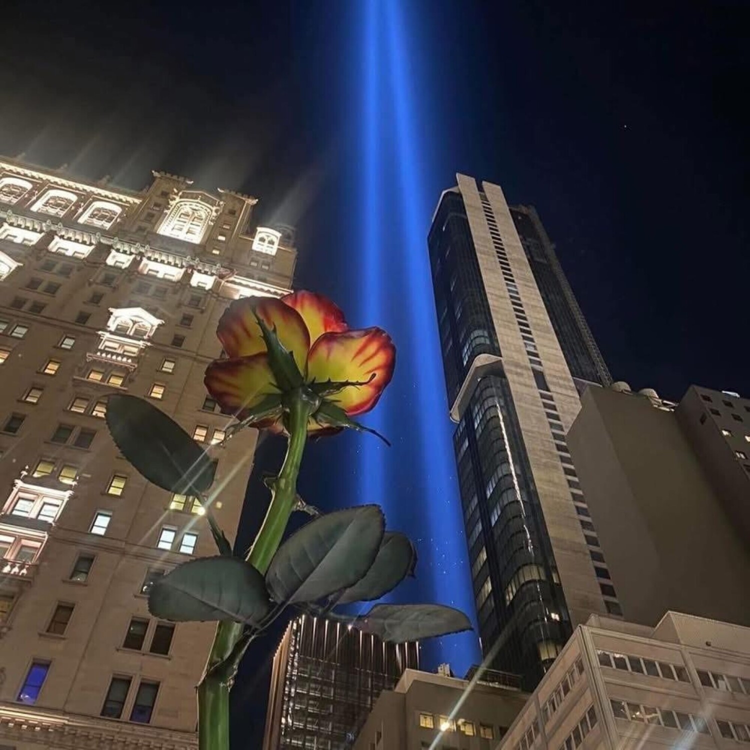 A rose beneath the Blue