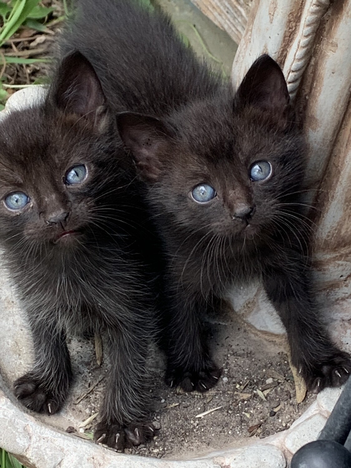 Blue Eye Beauties