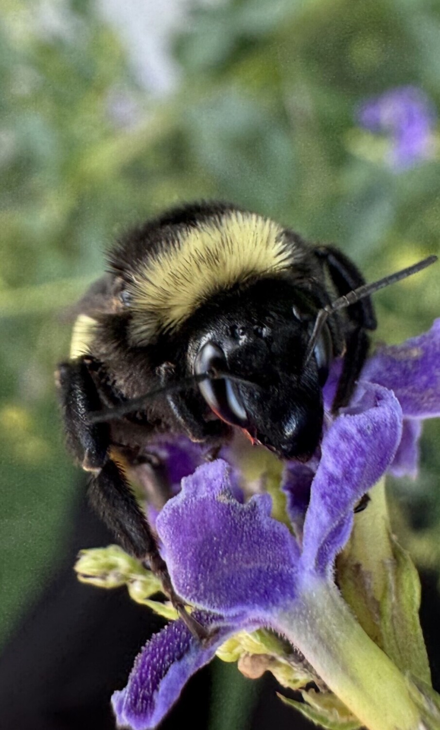 Purple Pollinator