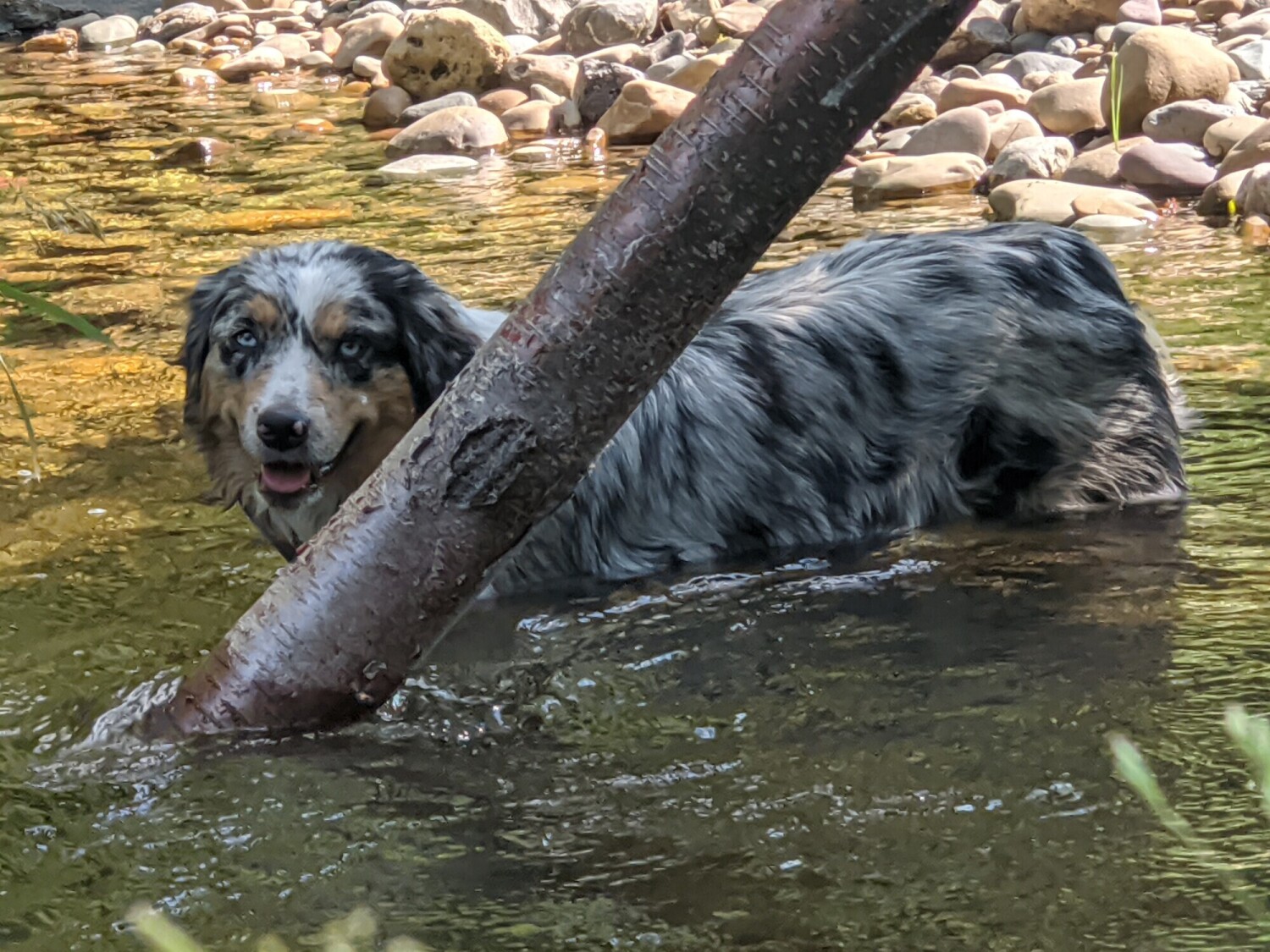 Wren of Purty P's Montana Aussies