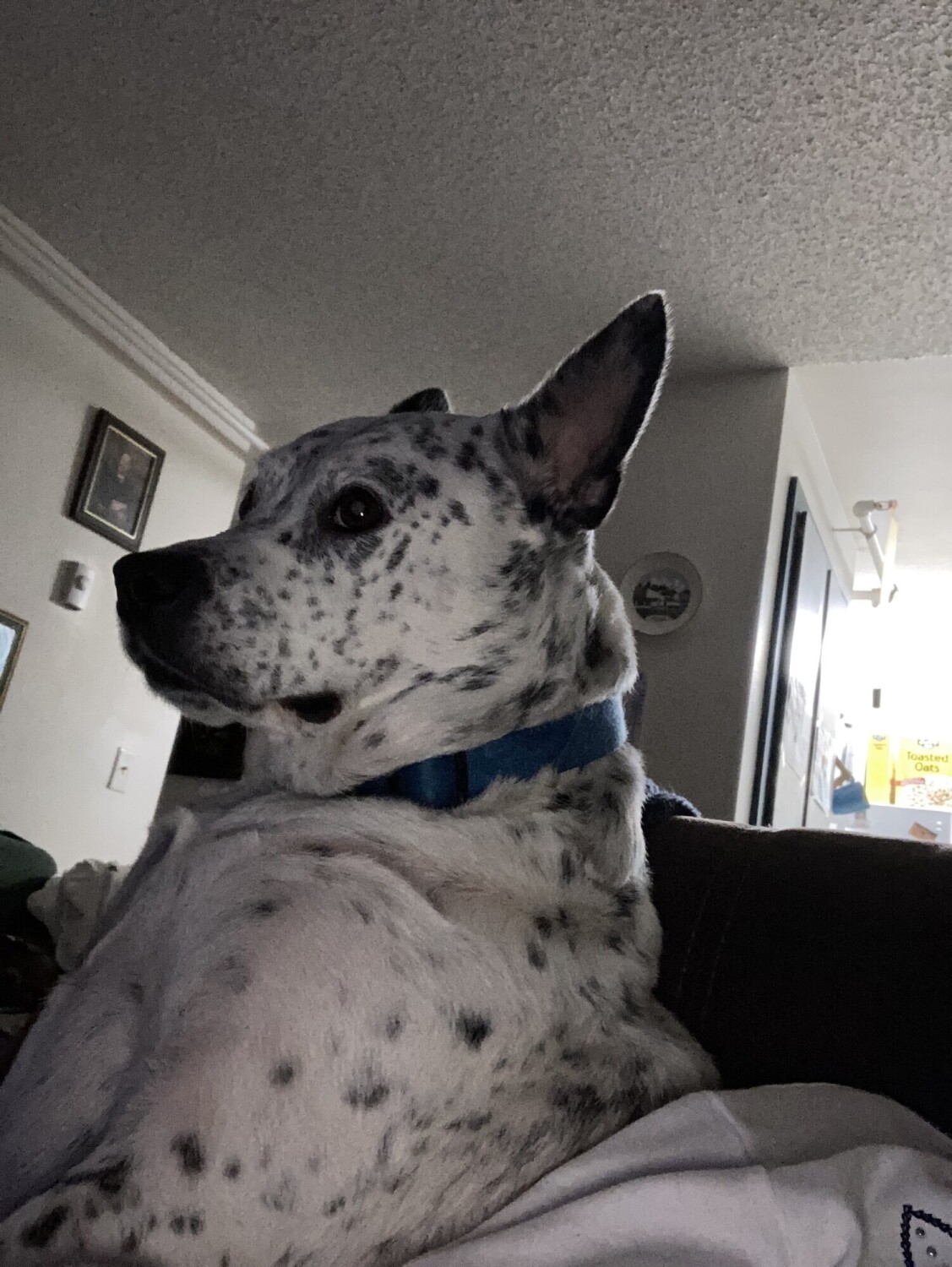 Ruger