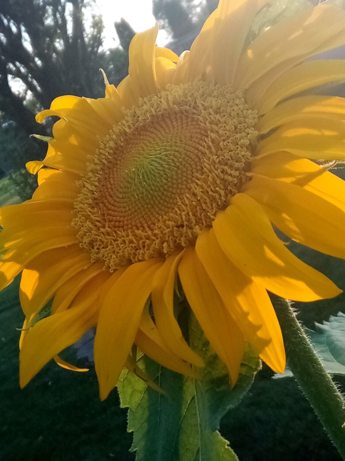 Sunflower Smile