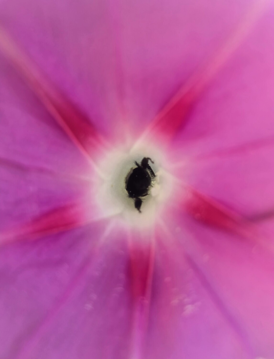 Bee Life