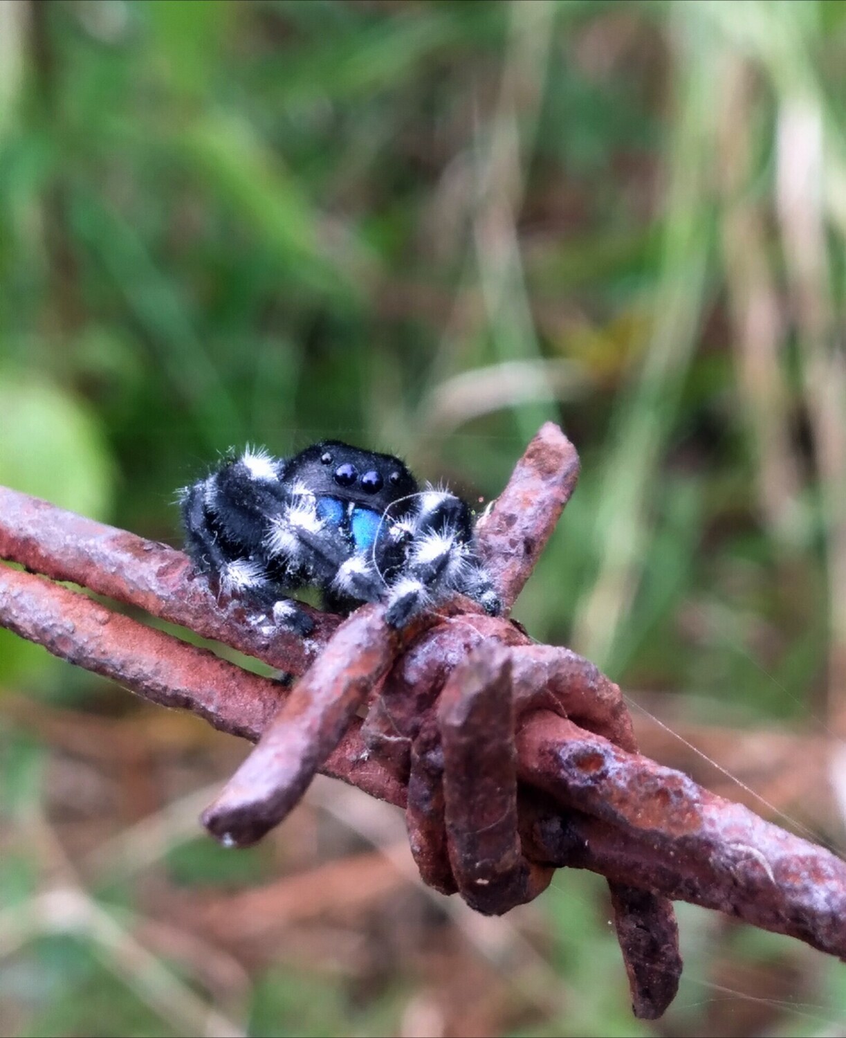 Bold Jumper
