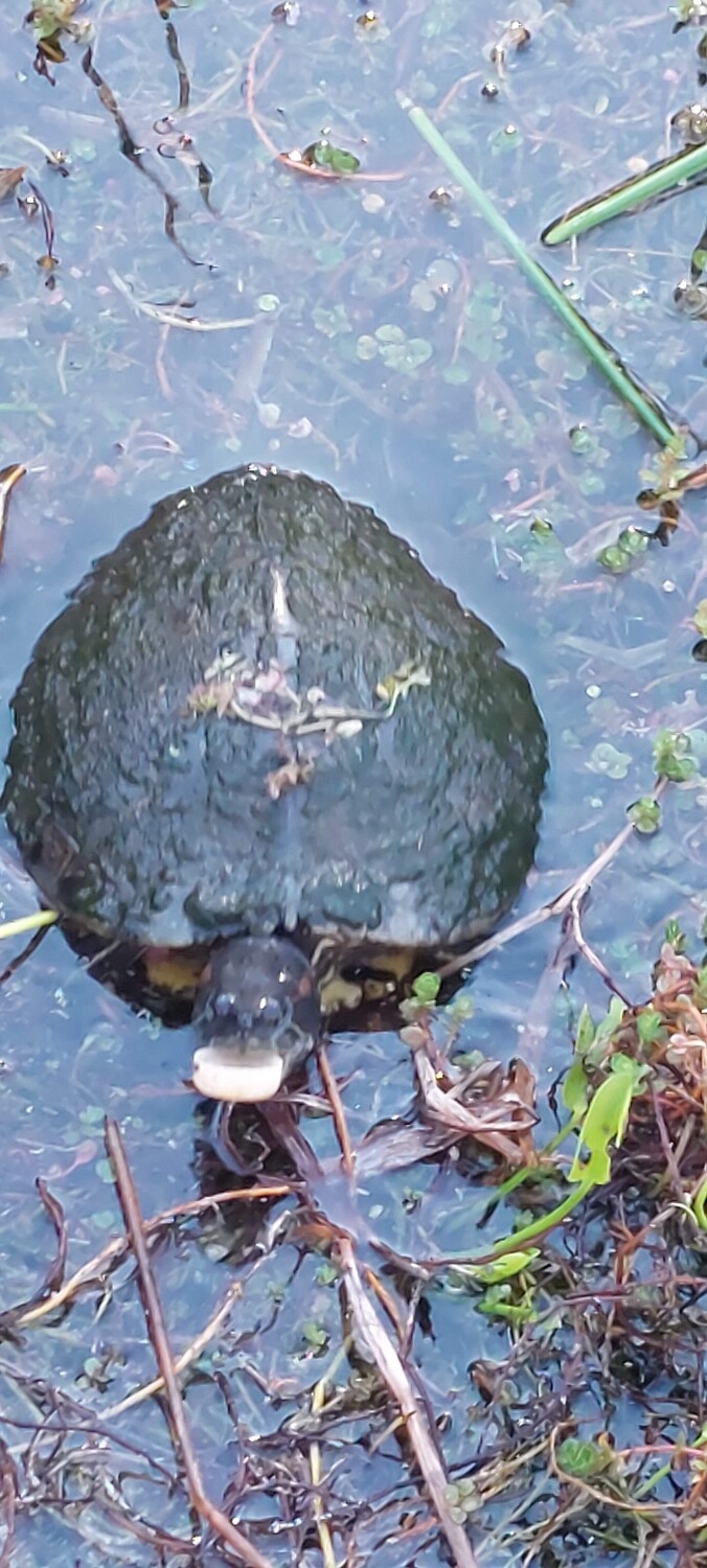 Stop Trashing my Home!