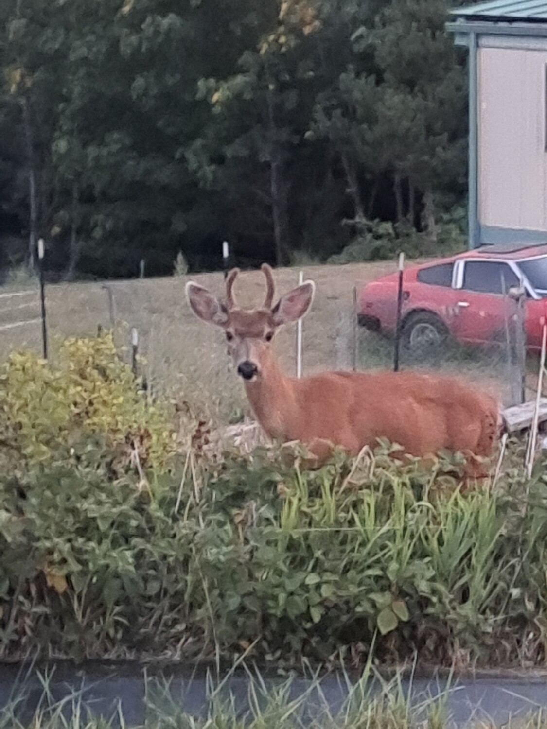 Opp caught eating berries.