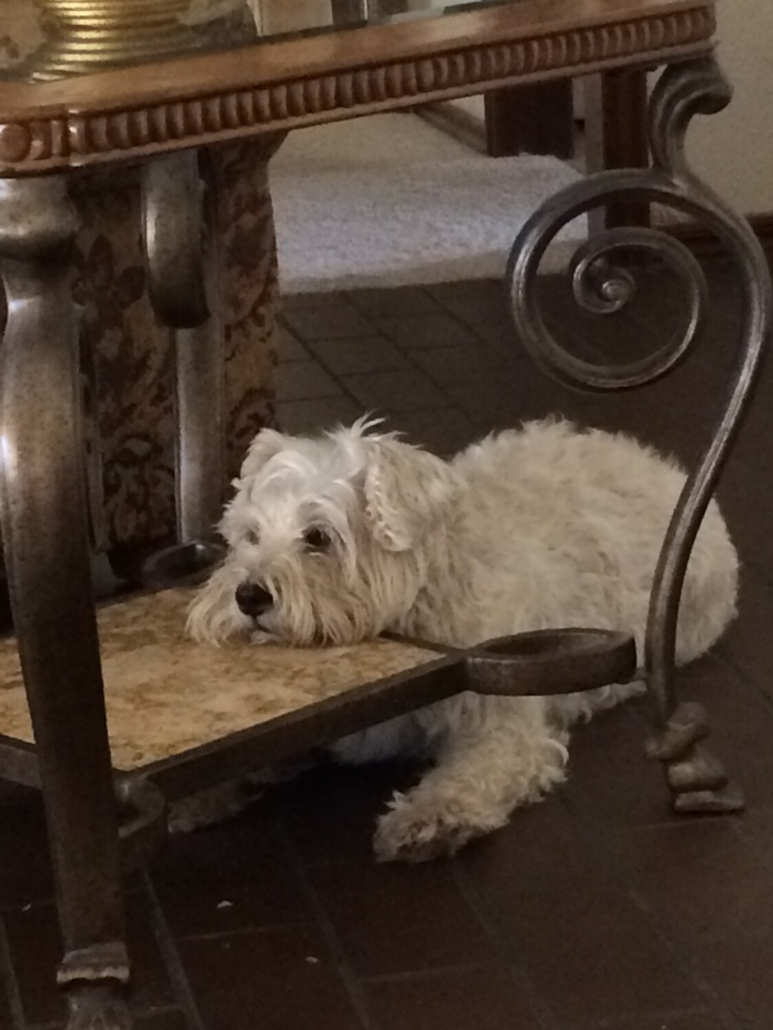 Jake the blind wonder dog