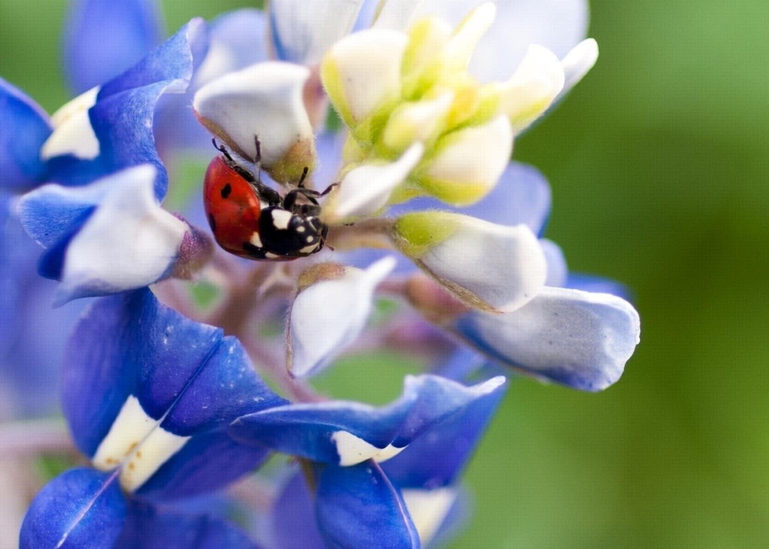 Lady Bug on Bluebonnet