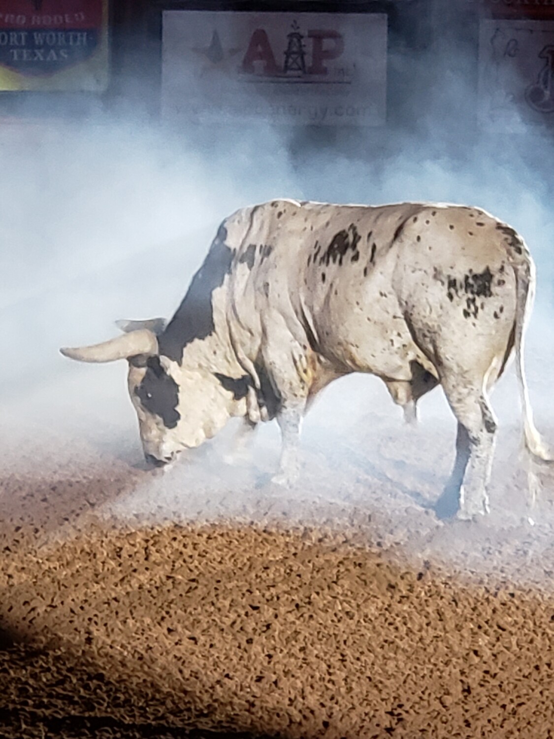Rodeo Bull
