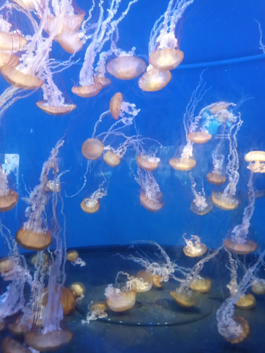 Jelly fish