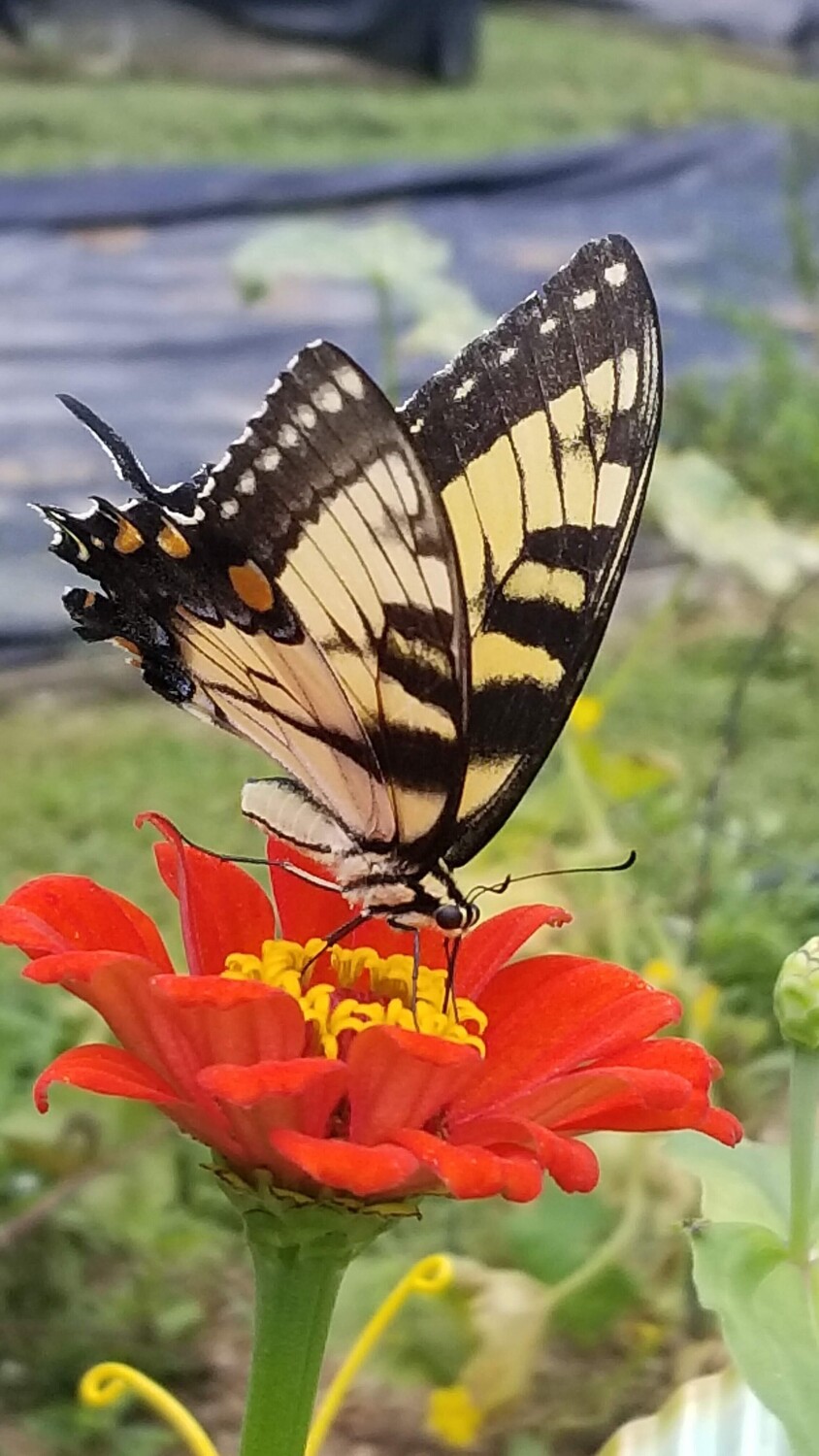 Swallowtail