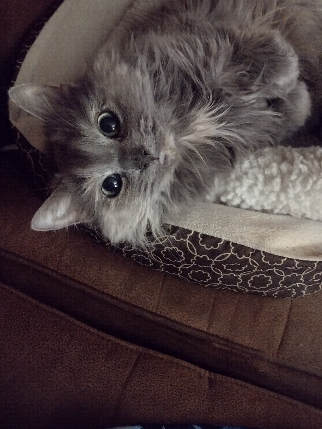 My best friend Lucky