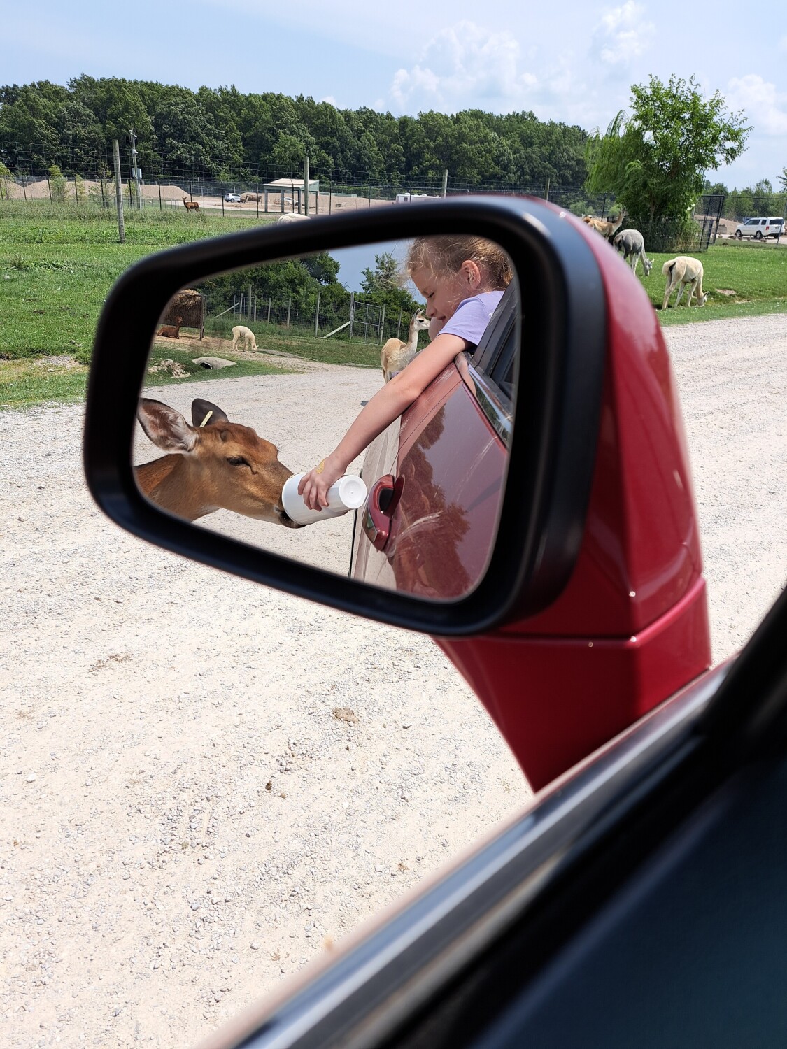 Abby and her deer
