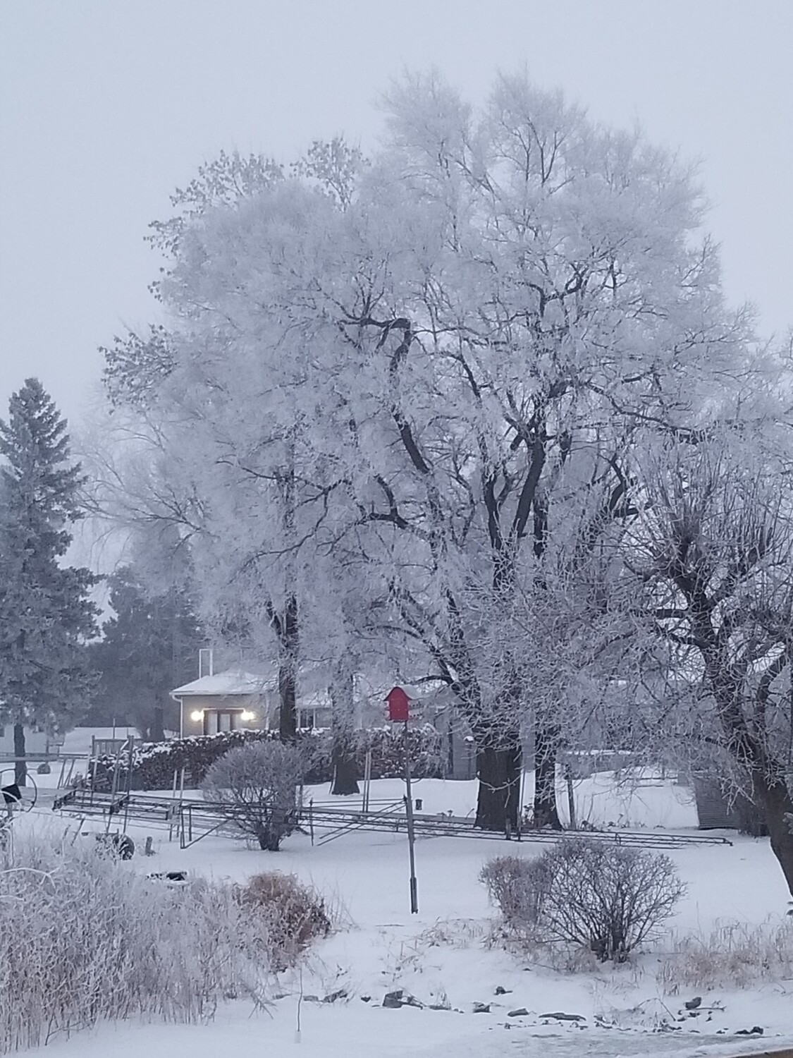 Frost morning in the Bay