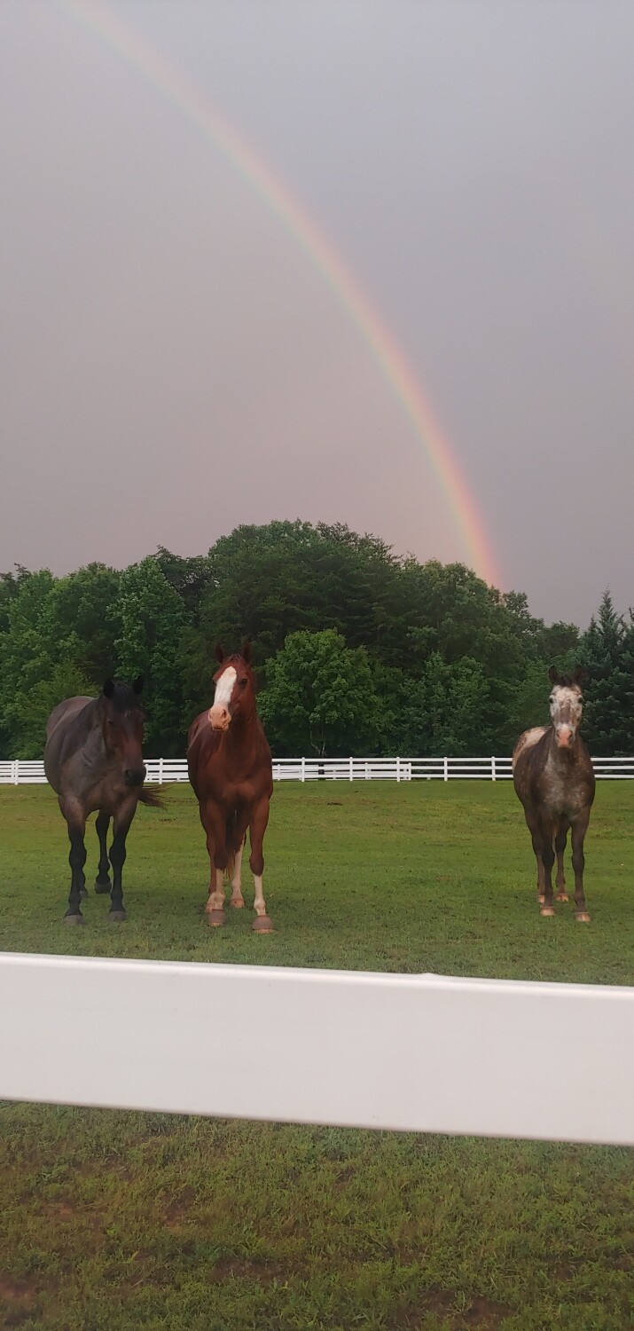 Rainbow and horses in the South