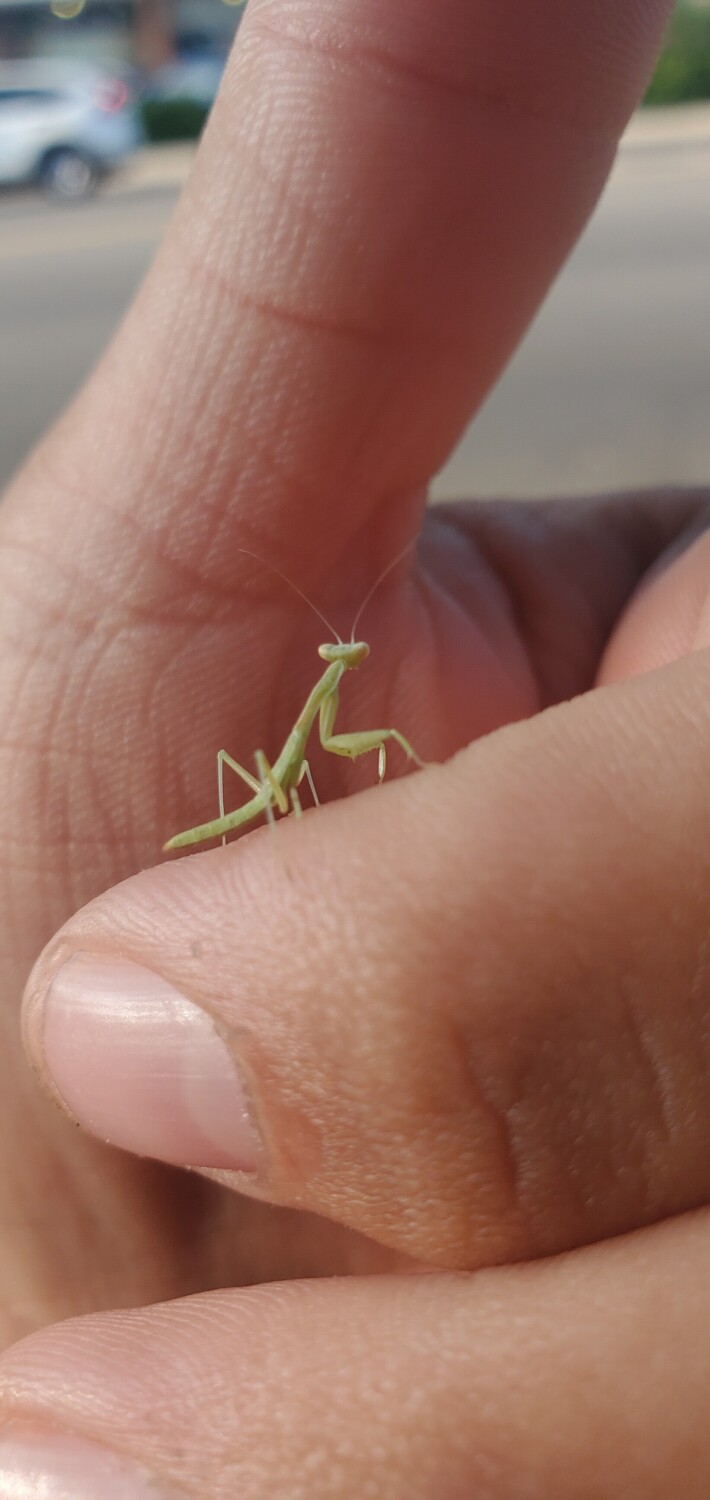 Curiosity Amongst Giants