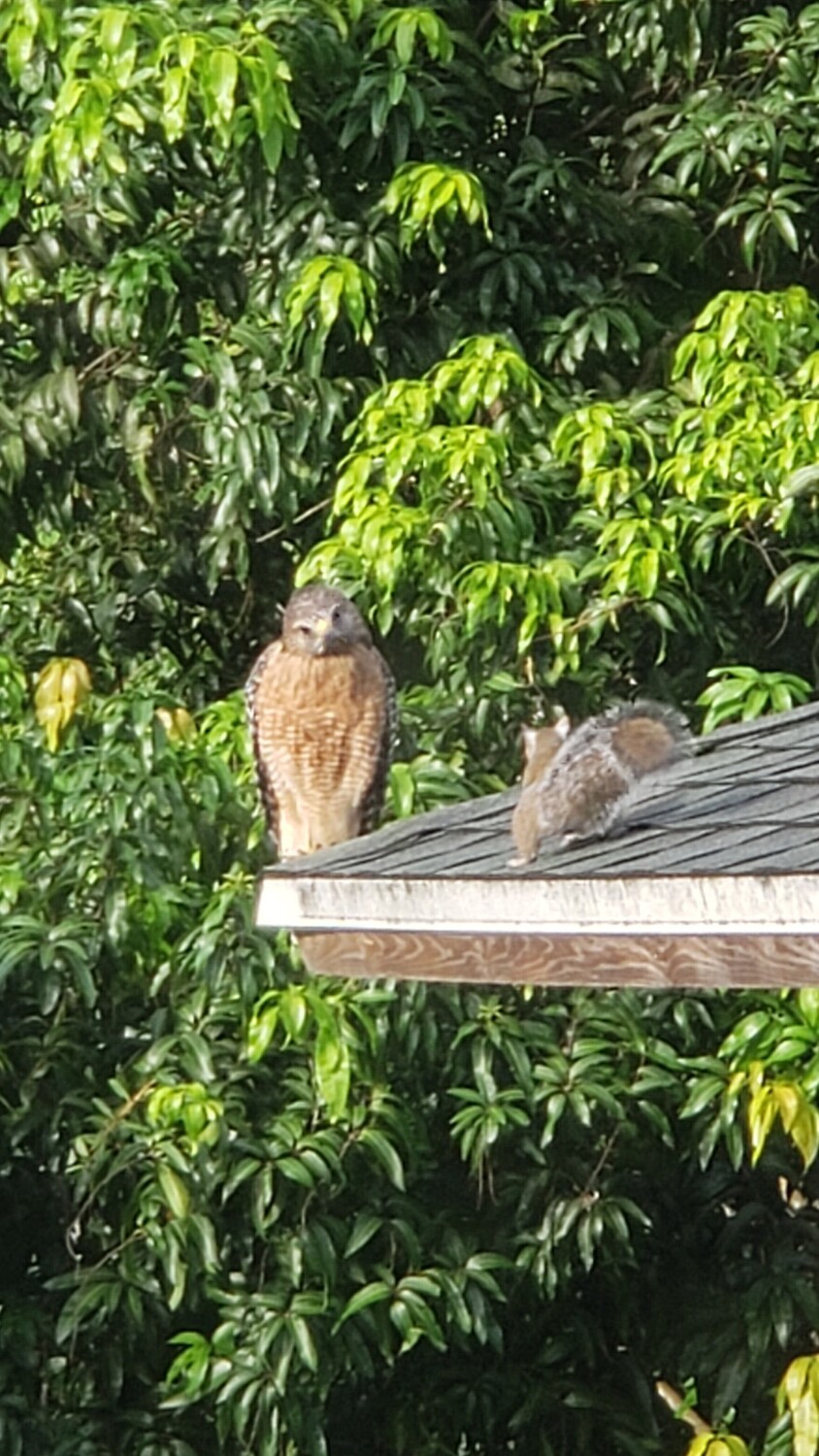 Hawk and squirrel