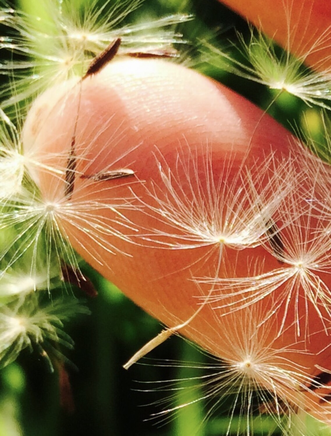 Dancing dandelion on my finger