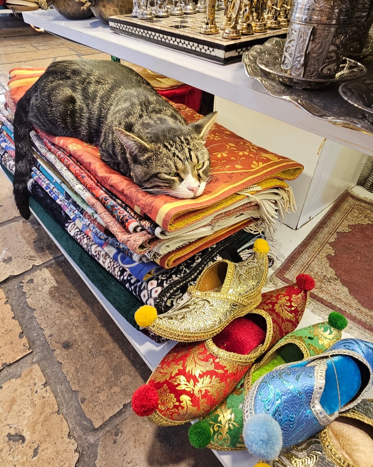 Cat in Turkish store