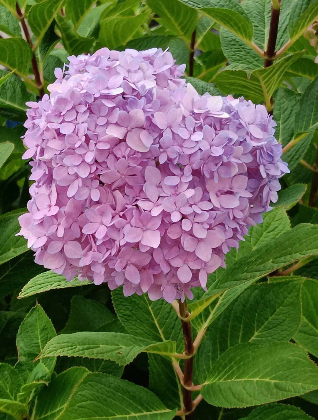 Hydrangea