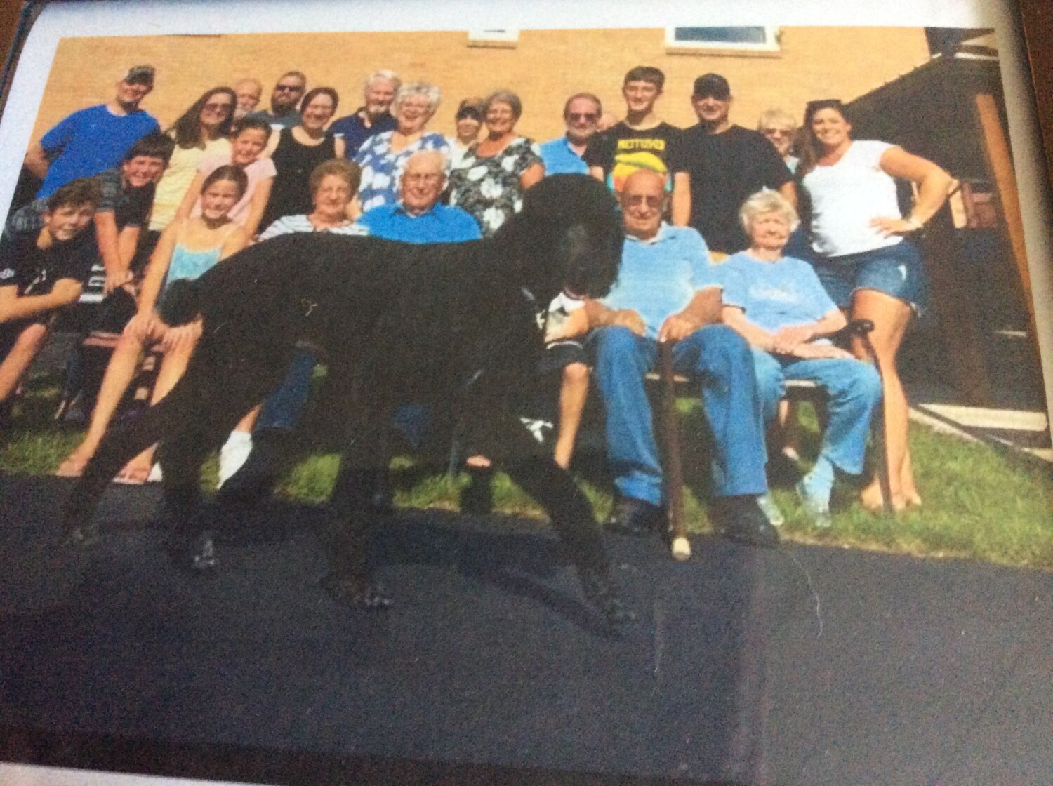 Dog photo bombs family reunion photo