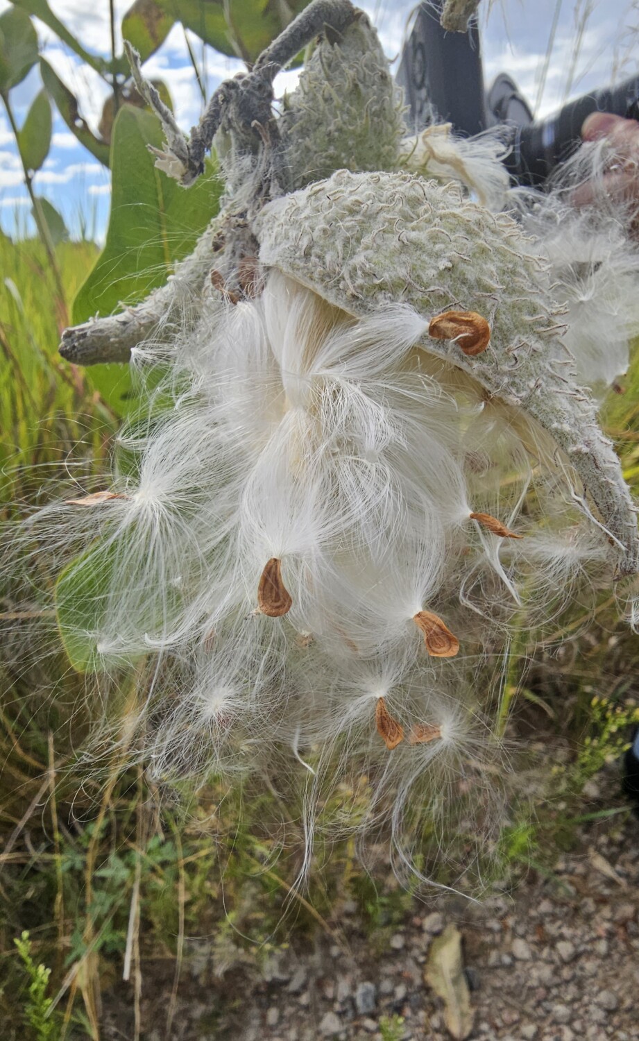 Milkweed Whispers by the Creek