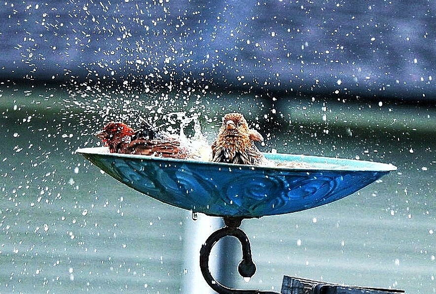 America’s Favorite Photos Competition Page " House finches in bird