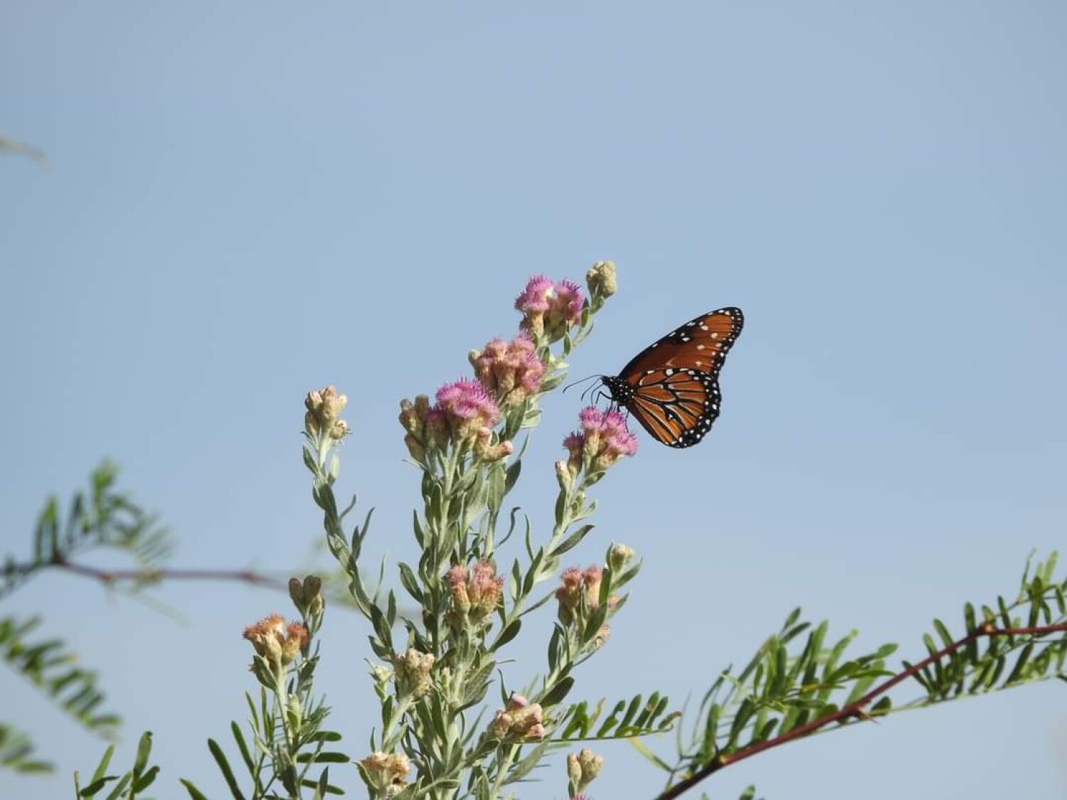 Desert Butterfly