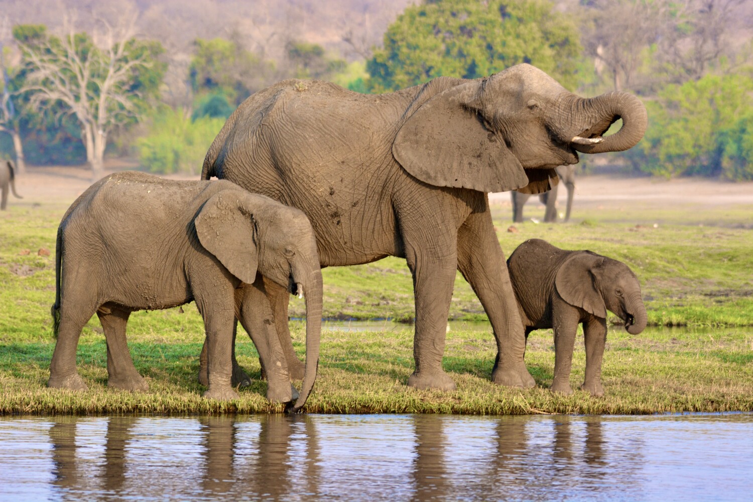 Elephant Family