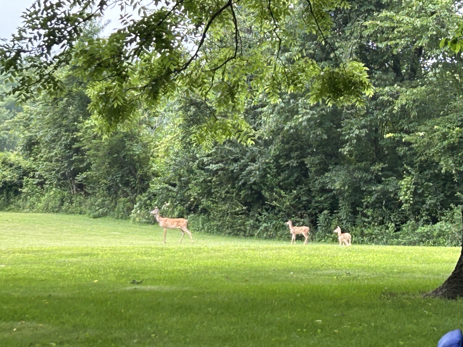 Deer Family