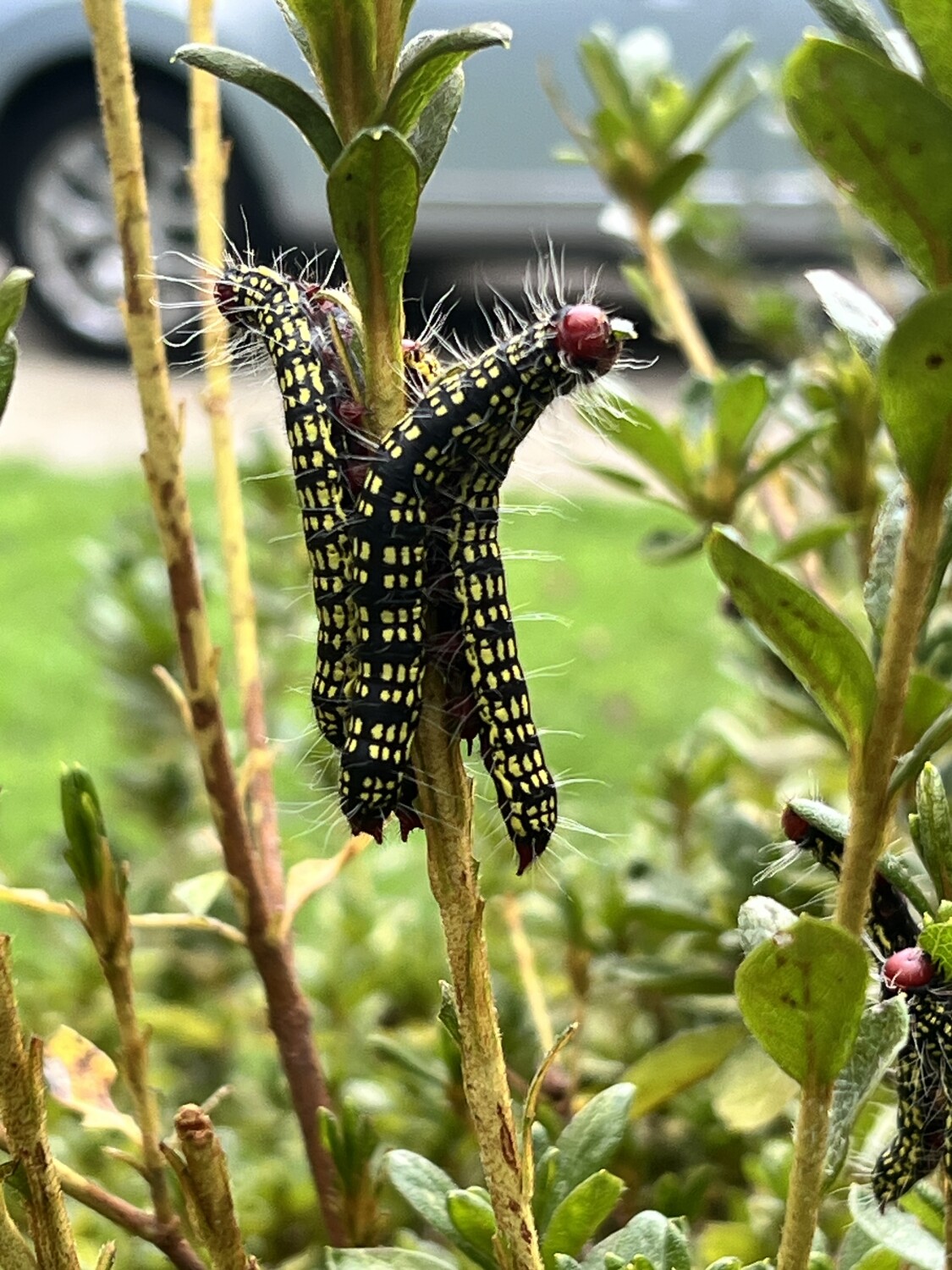 The Life of a Monarch