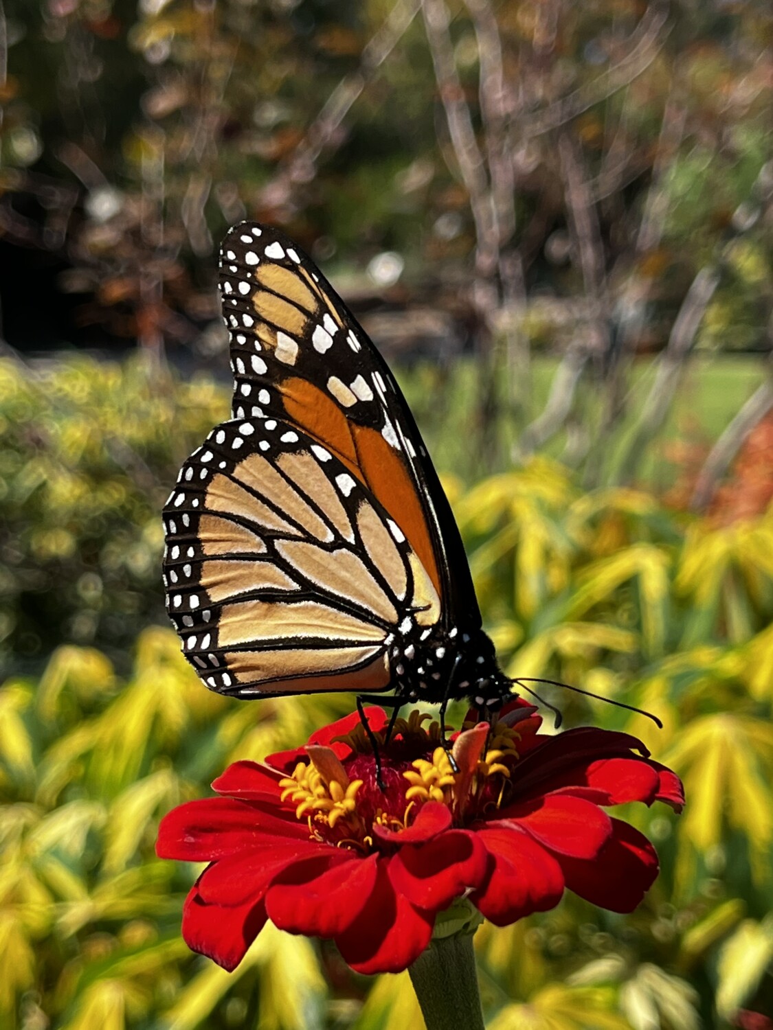 Monarch Butterfly