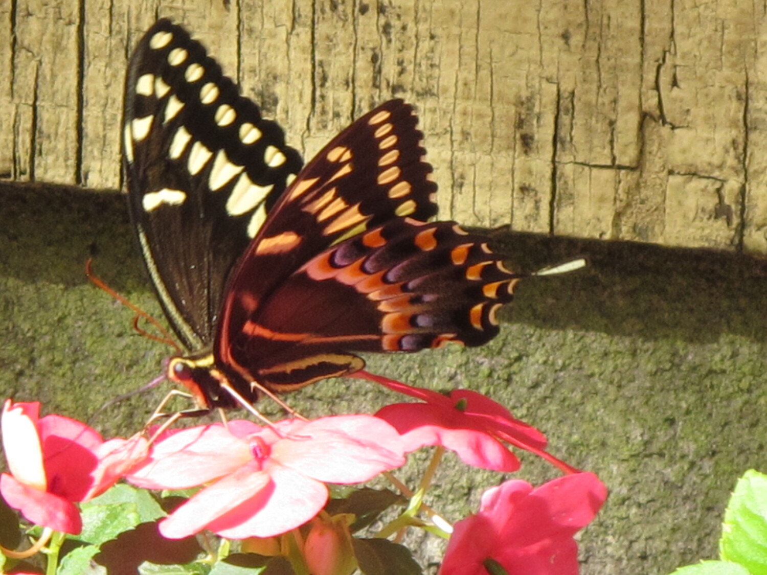 Beautiful butterfly