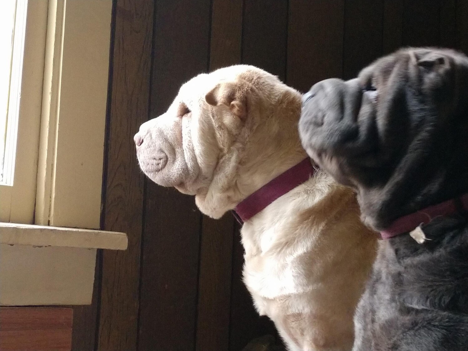 Kane & Dory watching Heaven for their mama Jenny