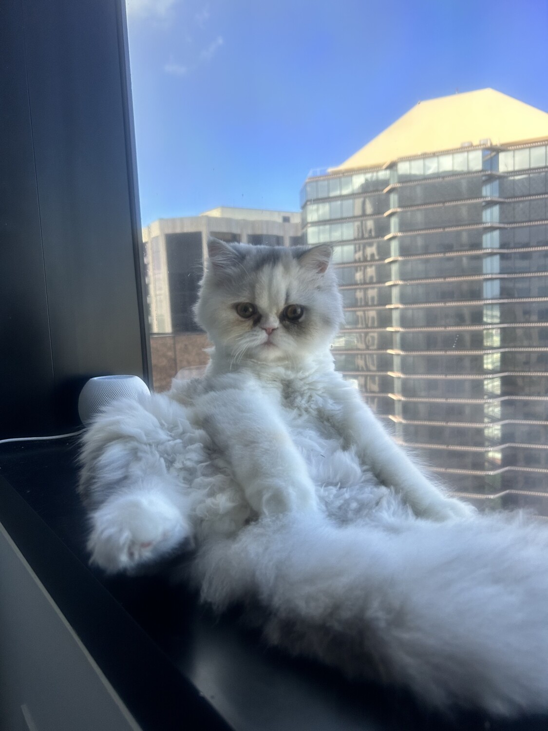 Kitty on the 23rd floor