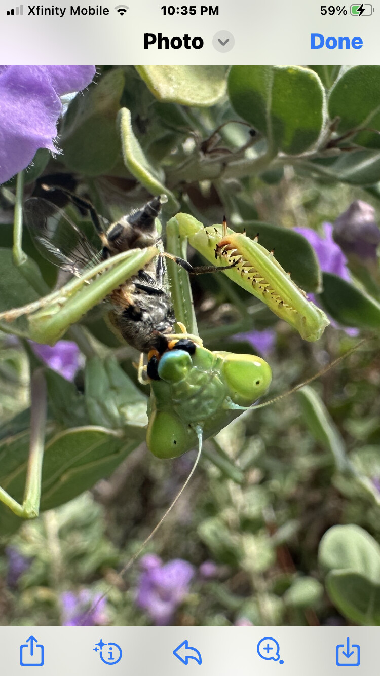 Praying mantis, hugging ( eating ) a bee