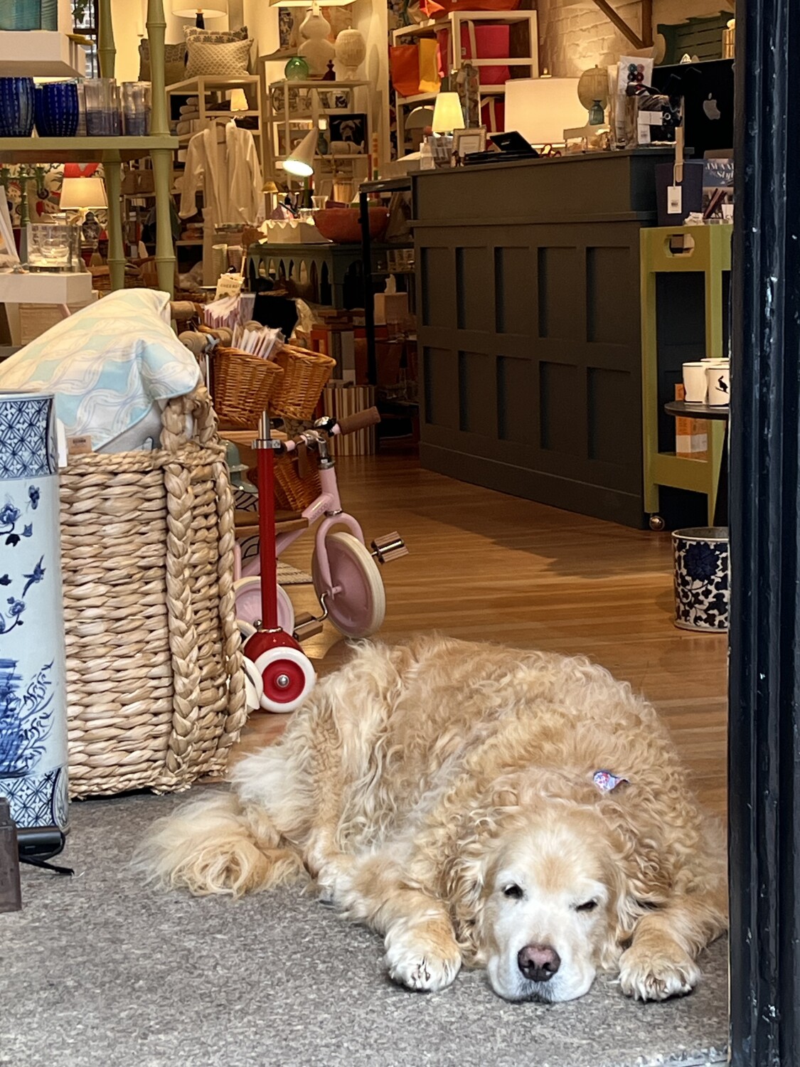 Dog sitter at Boutique
