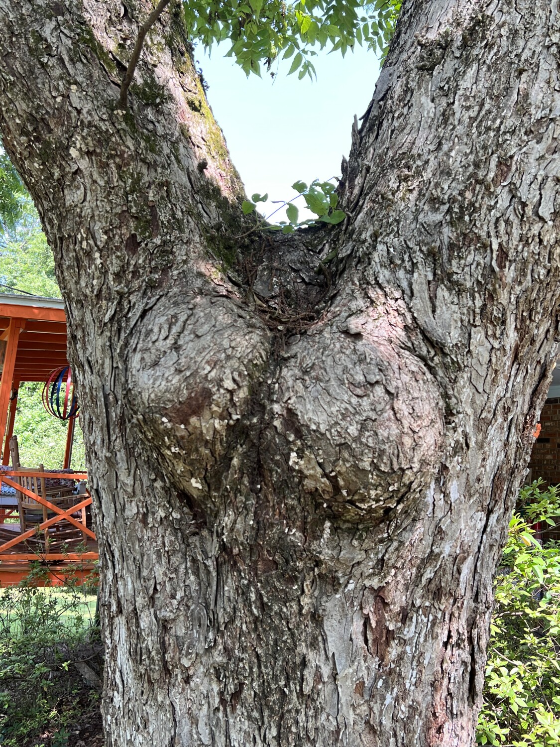 Busty tree