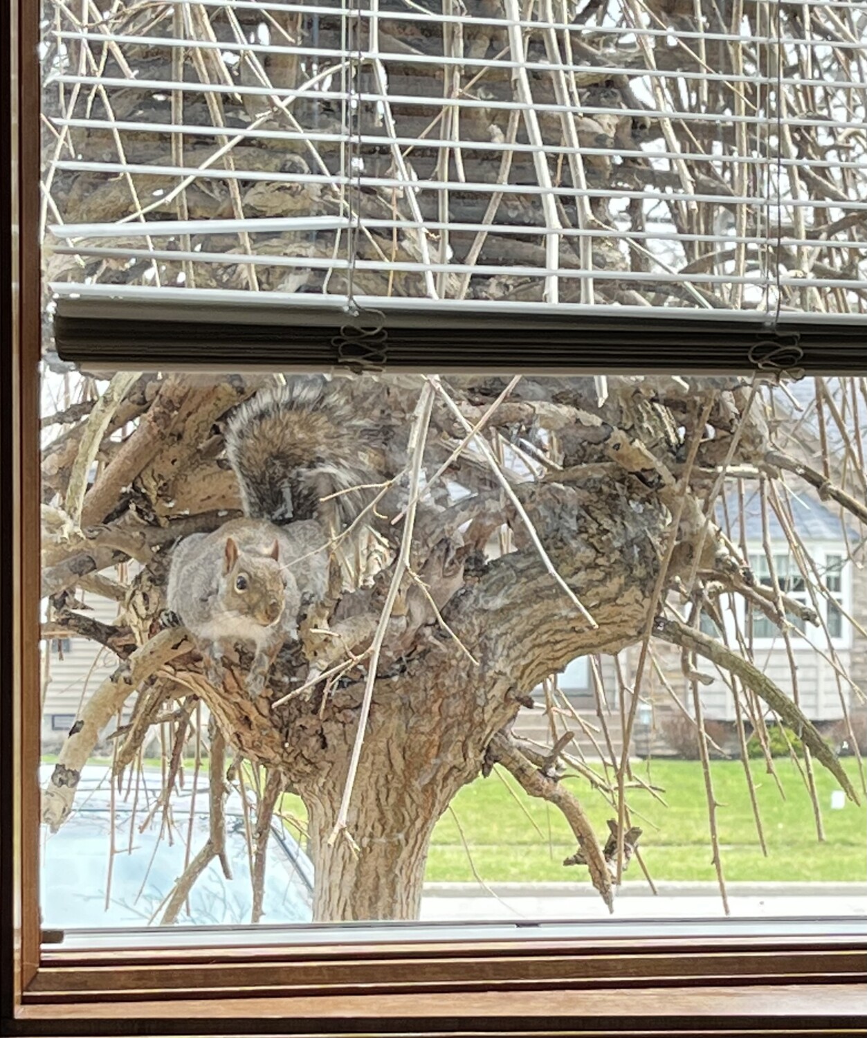 Peek-a-Boo Squirrely!!