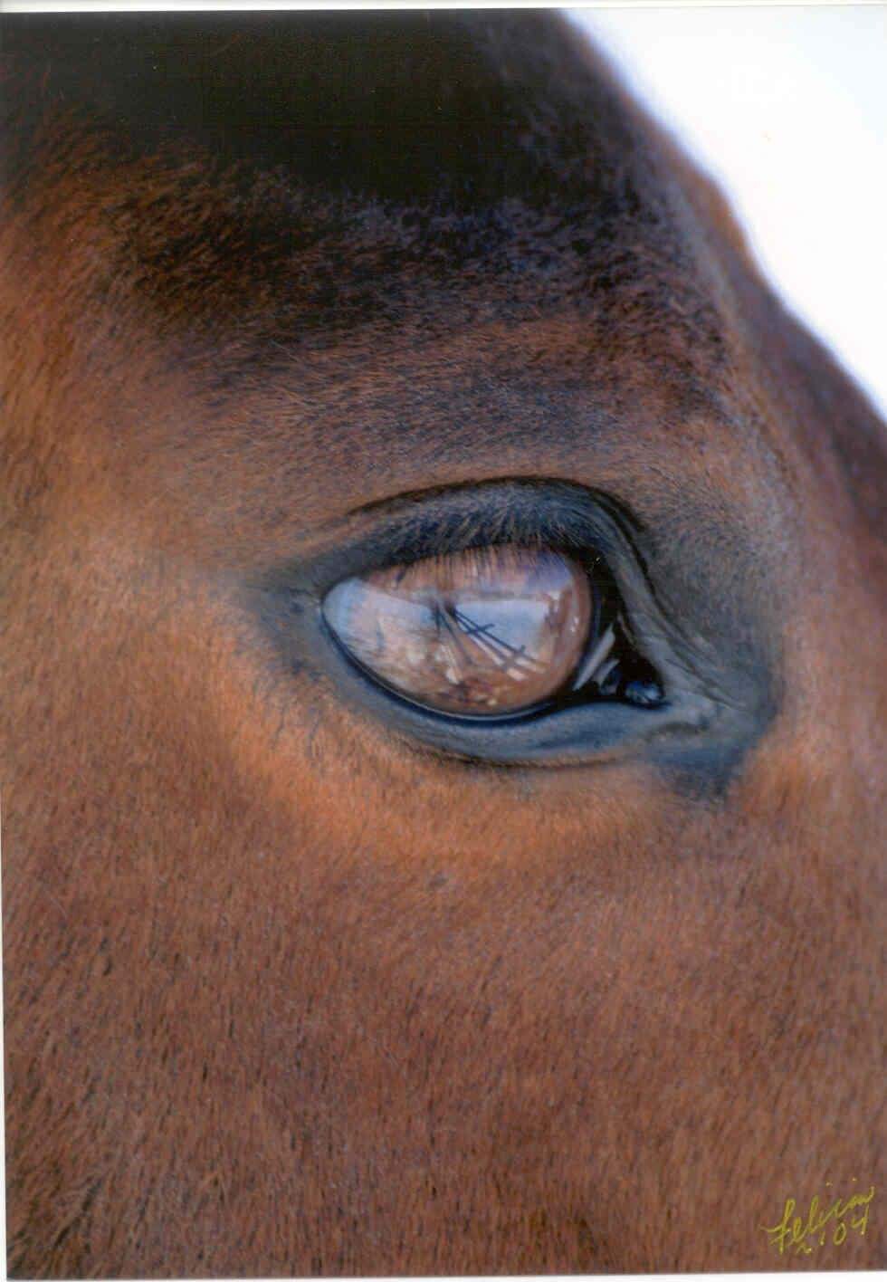 The eyes are a reflection