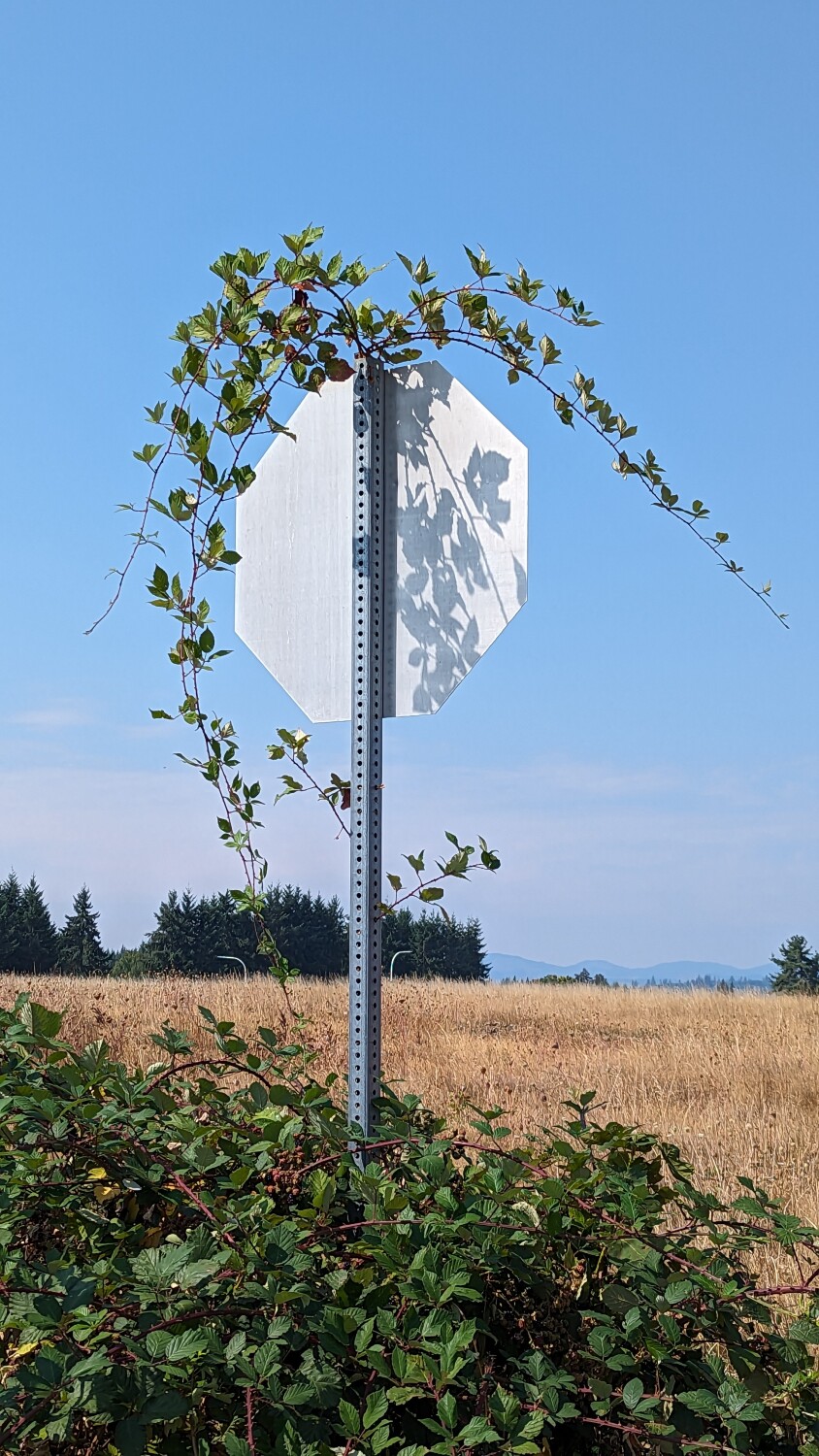 Blackberry Perservance