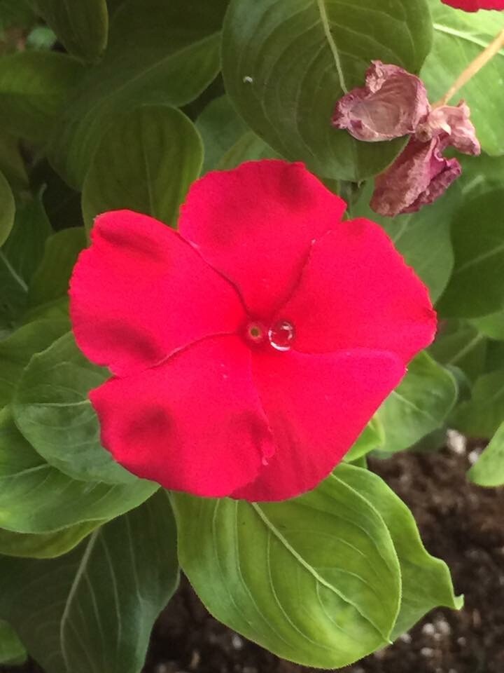 The perfect drop of water